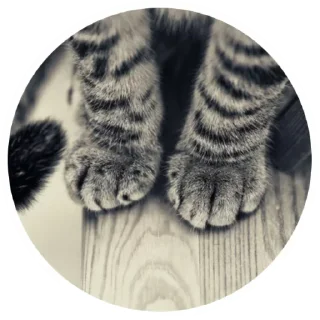 Стикер Nice Cats @stickersb2b - 3