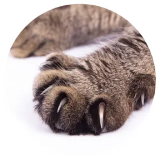 Стикер Nice Cats @stickersb2b - 4