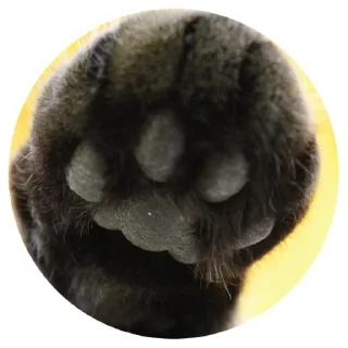 Стикер Nice Cats @stickersb2b - 8