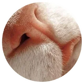 Стикер Nice Cats @stickersb2b - 10