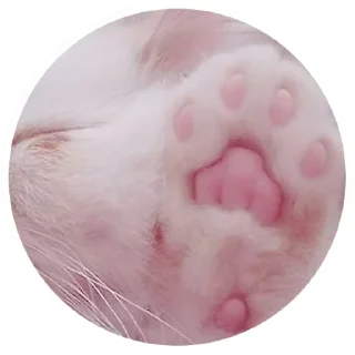 Стикер Nice Cats @stickersb2b - 0