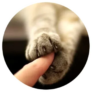 Стикер Nice Cats @stickersb2b - 9