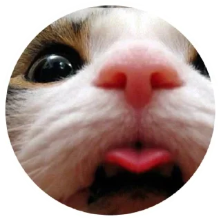 Стикер Nice Cats @stickersb2b - 7