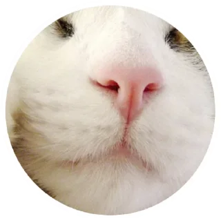 Стикер Nice Cats @stickersb2b - 5