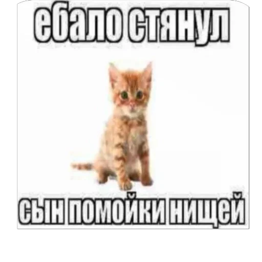 Sticker CatsSilkfinik_by_MoiStikiBot - 1