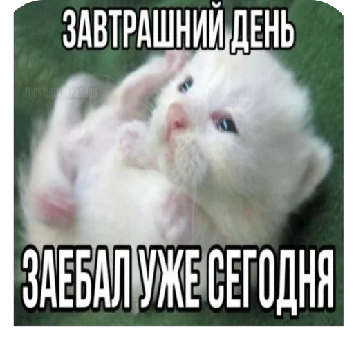 Sticker CatsSilkfinik_by_MoiStikiBot - 1