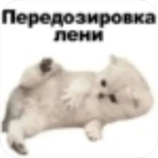 Sticker CatsSilkfinik_by_MoiStikiBot - 1