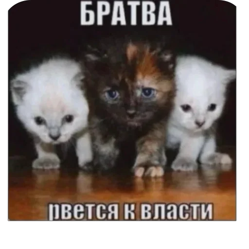 ШКИПЕР СХАВАЛ ВСЕ ШПРОТЫ - 