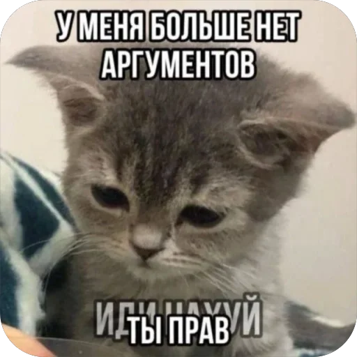 Sticker CatsSilkfinik_by_MoiStikiBot - 1