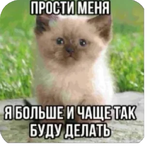 Стикер ШКИПЕР СХАВАЛ ВСЕ ШПРОТЫ - 3