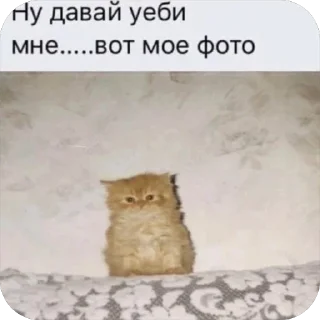 Стикер ШКИПЕР СХАВАЛ ВСЕ ШПРОТЫ - 9