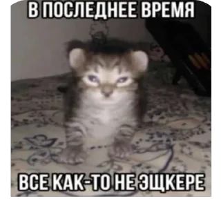 Стикер ШКИПЕР СХАВАЛ ВСЕ ШПРОТЫ - 10