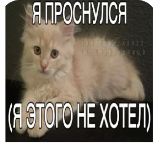 Стикер ШКИПЕР СХАВАЛ ВСЕ ШПРОТЫ - 6