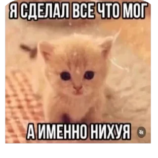 Стикер ШКИПЕР СХАВАЛ ВСЕ ШПРОТЫ - 7