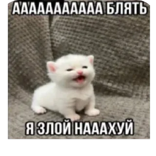 Стикер ШКИПЕР СХАВАЛ ВСЕ ШПРОТЫ - 5