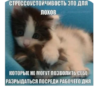 Стикер ШКИПЕР СХАВАЛ ВСЕ ШПРОТЫ - 4