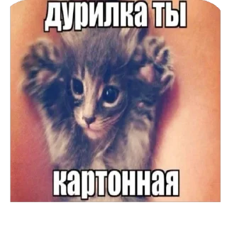 Стикер ШКИПЕР СХАВАЛ ВСЕ ШПРОТЫ - 8