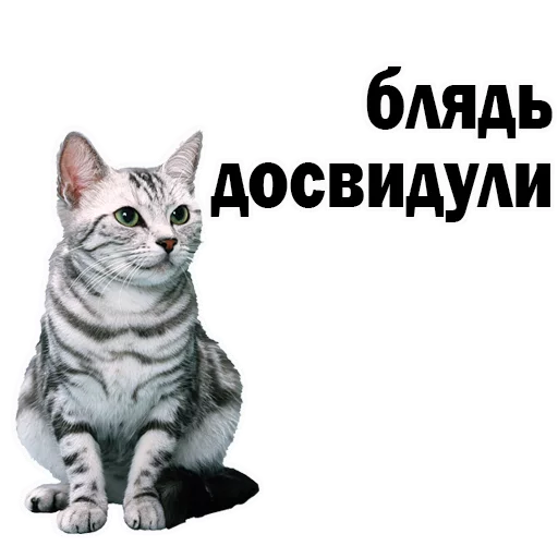 кошка животное домашняя кошка