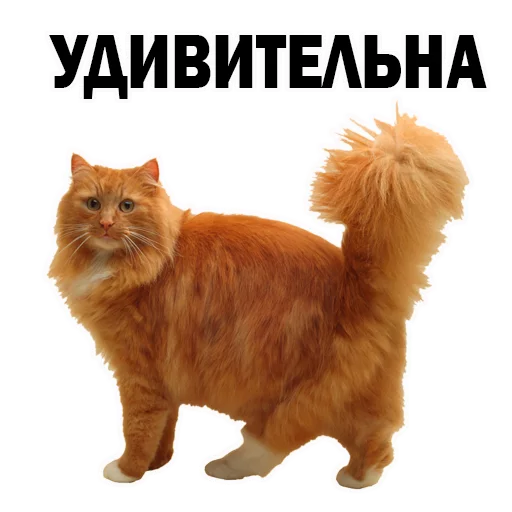 животное млекопитающее СМС