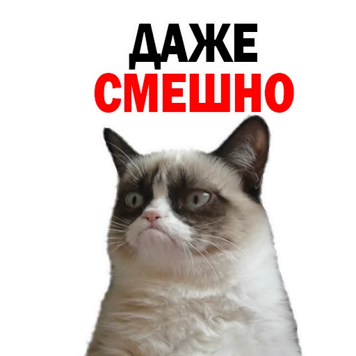 cat animal domestic cat