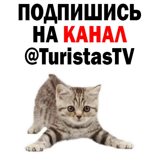 СМС кошки малого и среднего размера кошачьи