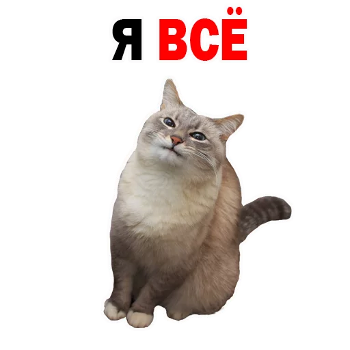 animal cat domestic cat