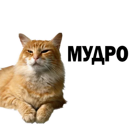 животное млекопитающее кошка