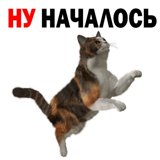 домашняя кошка СМС животное