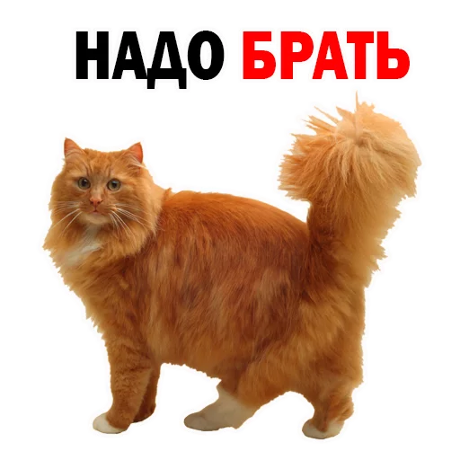 животное млекопитающее домашняя кошка