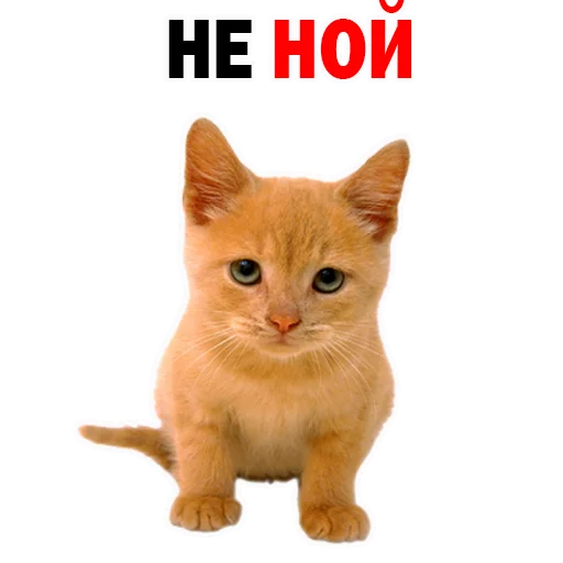 домашняя кошка кошка животное