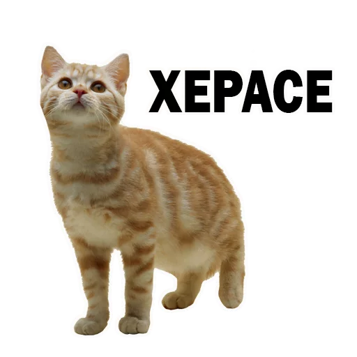 животное млекопитающее кошка