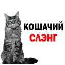 ? Кошачий Слэнг @TuristasTV - animal