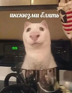 Sticker Cats as the meaning of life - 11