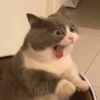 Sticker Cats as the meaning of life - 9