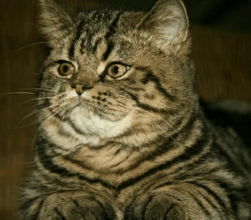 животное млекопитающее кошка