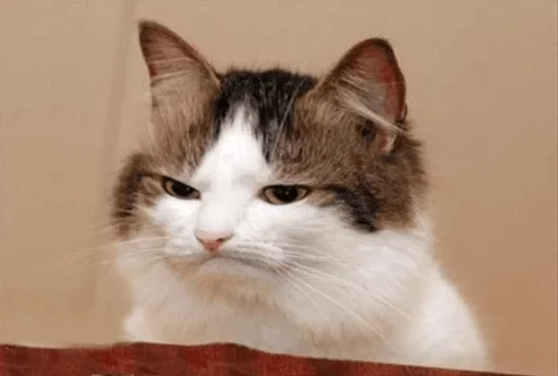 млекопитающее животное кошка