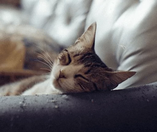 животное кошка млекопитающее