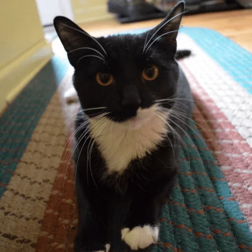 кошки малого и среднего размера животное кошачьи