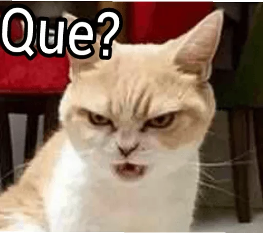 животное млекопитающее кошка