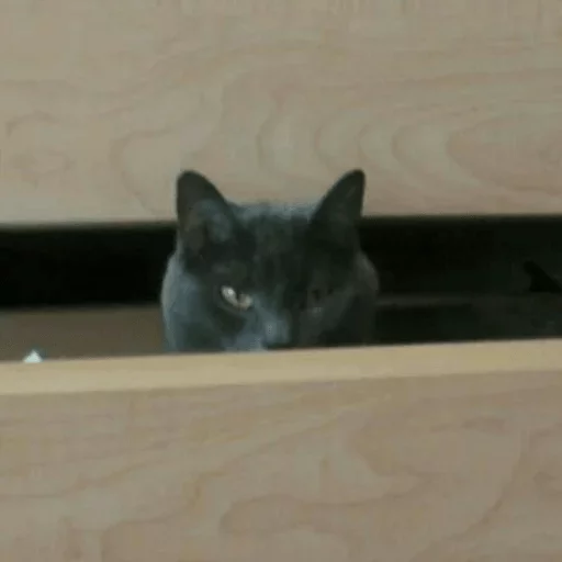 кошки малого и среднего размера кошачьи комнатный