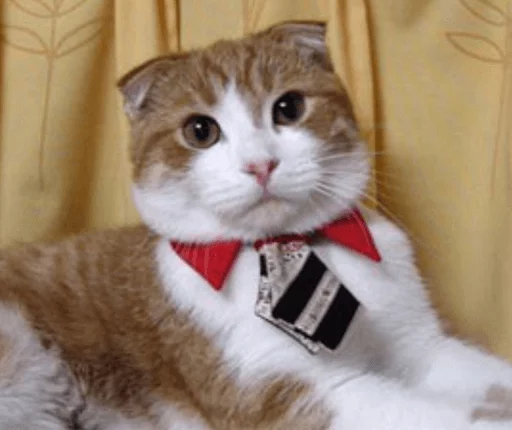 кошки малого и среднего размера млекопитающее кошка