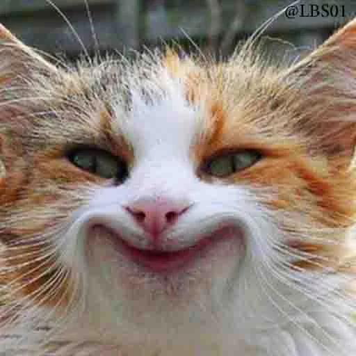 млекопитающее животное кошка