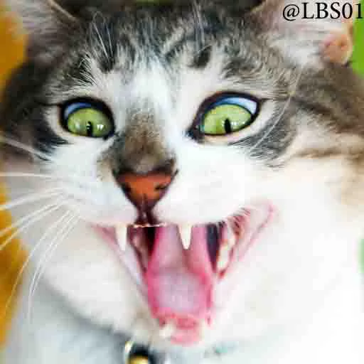 млекопитающее животное кошка