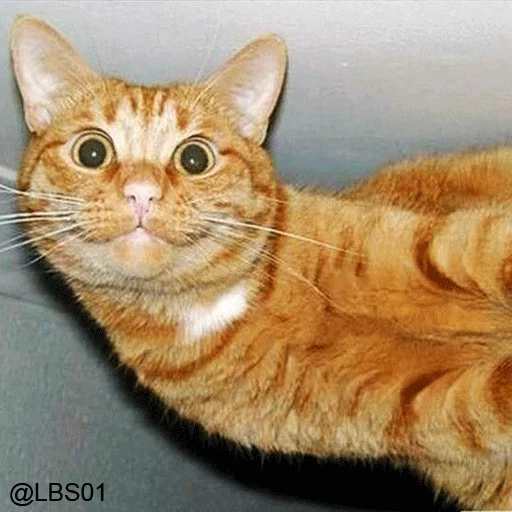 животное млекопитающее кошка