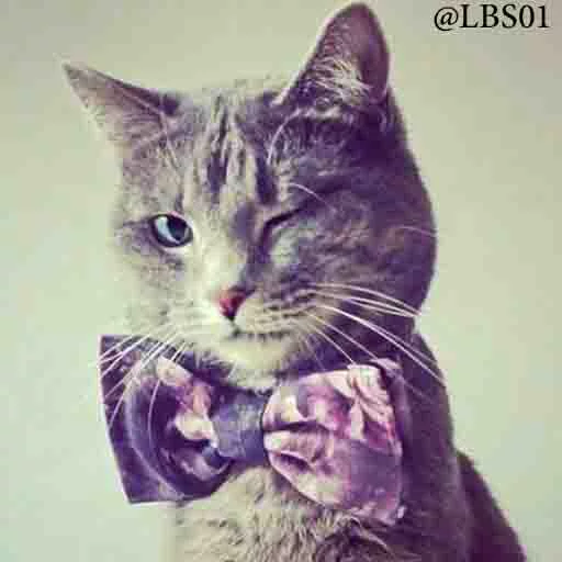 кошка млекопитающее животное