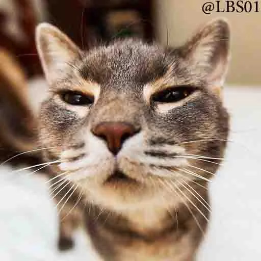 животное млекопитающее кошка