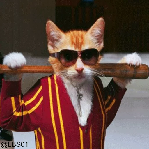 small to medium-sized cats cat mammal