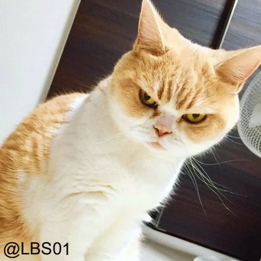 small to medium-sized cats animal felidae