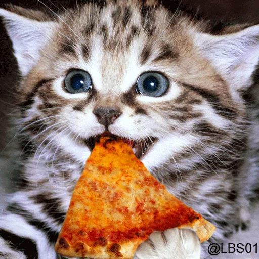 felidae fast food whiskers