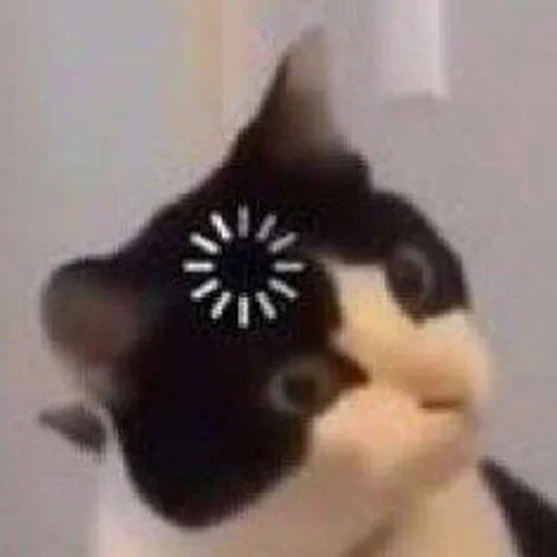 small to medium-sized cats cat domestic cat